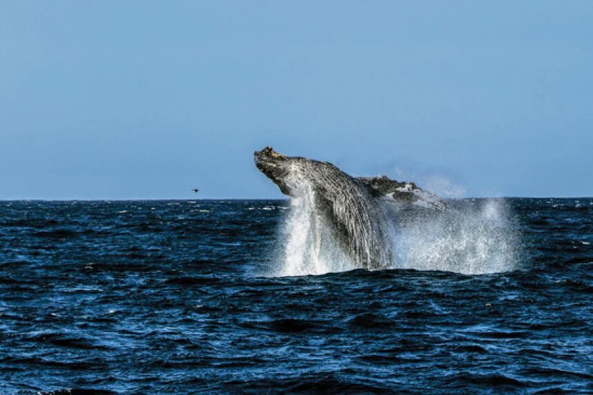 Whale-watching