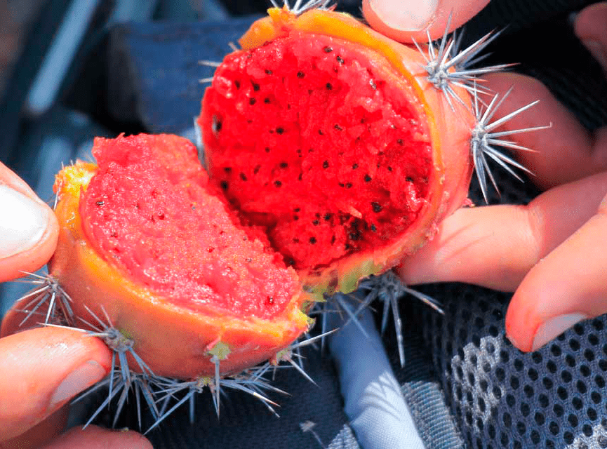 Festival of the pitahaya Baja California Sur