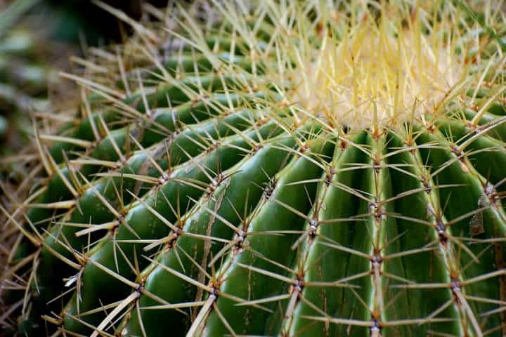 The Sanctuary of the Cactus