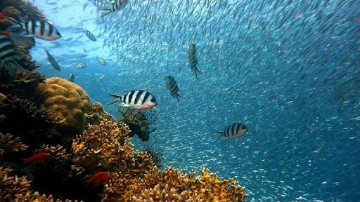 Cabo Pulmo National Park