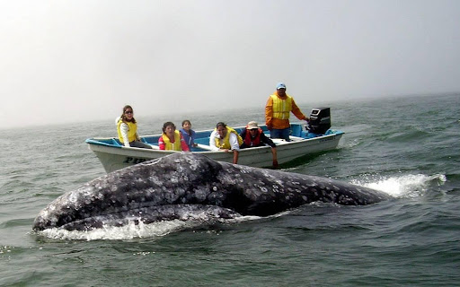 Gray Whale Festival 2022