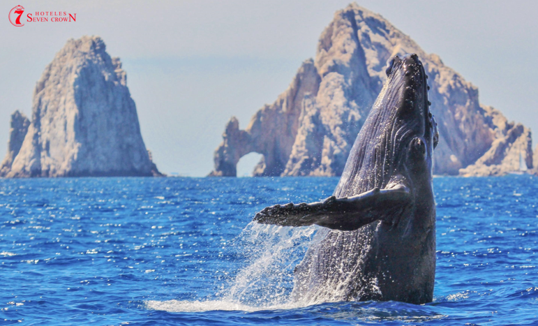 Whale watching in Los Cabos: An unforgettable experience