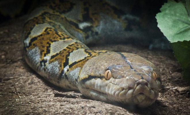 serpentarium-de-la-paz