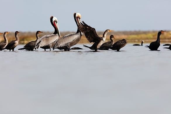 Esta imagen tiene un atributo ALT vacío; su nombre de archivo es aves-marinas-descansando-en-laguna-ojo-de-liebre.jpg