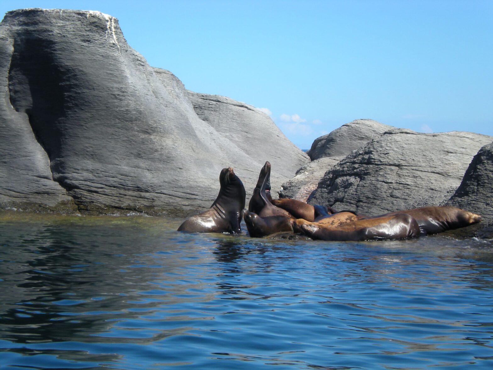leones-marinos-isla-coronado
