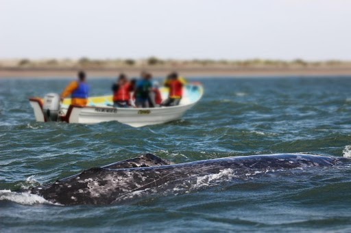 Esta imagen tiene un atributo ALT vacío; su nombre de archivo es avistamiento-de-ballena-en-puerto-lopez-mateos.jpg