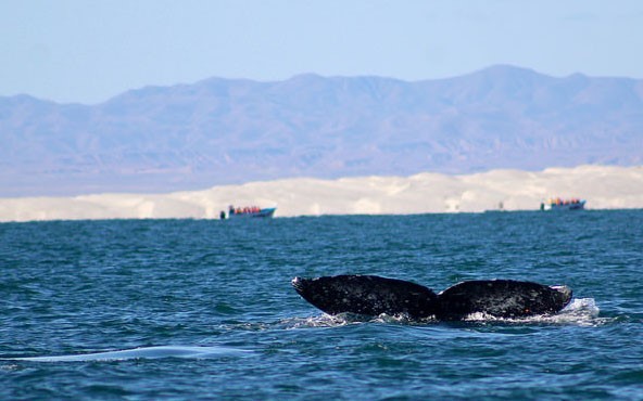 Esta imagen tiene un atributo ALT vacío; su nombre de archivo es cola-de-ballena-puerto-lopez-mateos.jpg