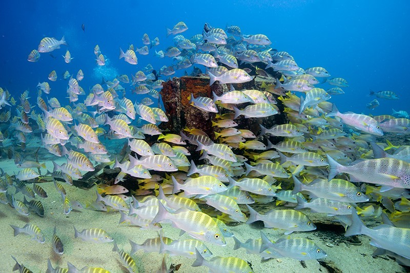 Esta imagen tiene un atributo ALT vacío; su nombre de archivo es fauna-marina-en-la-bahia-de-loreto.jpg