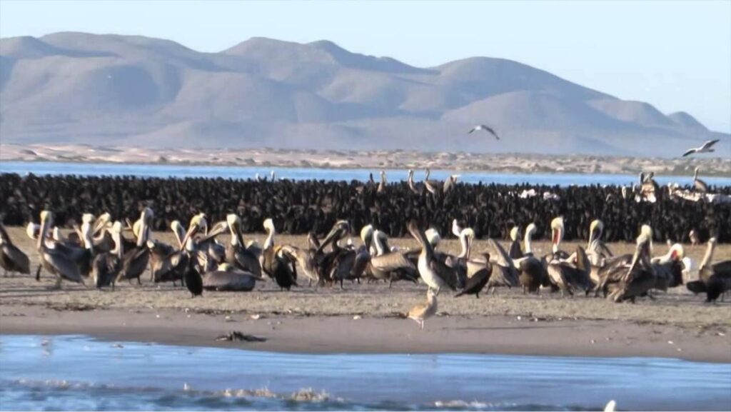 Esta imagen tiene un atributo ALT vacío; su nombre de archivo es isla-de-patos-buzo-canadiense-cormoran-1024x577.jpg