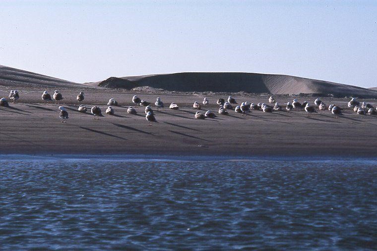 Esta imagen tiene un atributo ALT vacío; su nombre de archivo es isla-de-patos-especies-endemicas.jpg