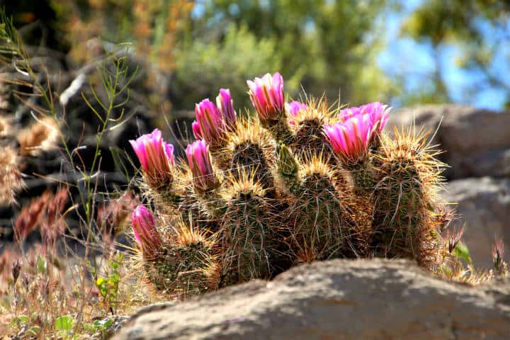 Esta imagen tiene un atributo ALT vacío; su nombre de archivo es Santuario-de-Cactus-Foto-Renee-Grayson.jpg