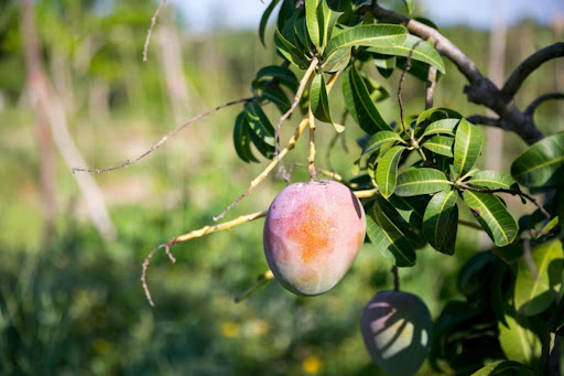 Aprovecha la temporada del mango