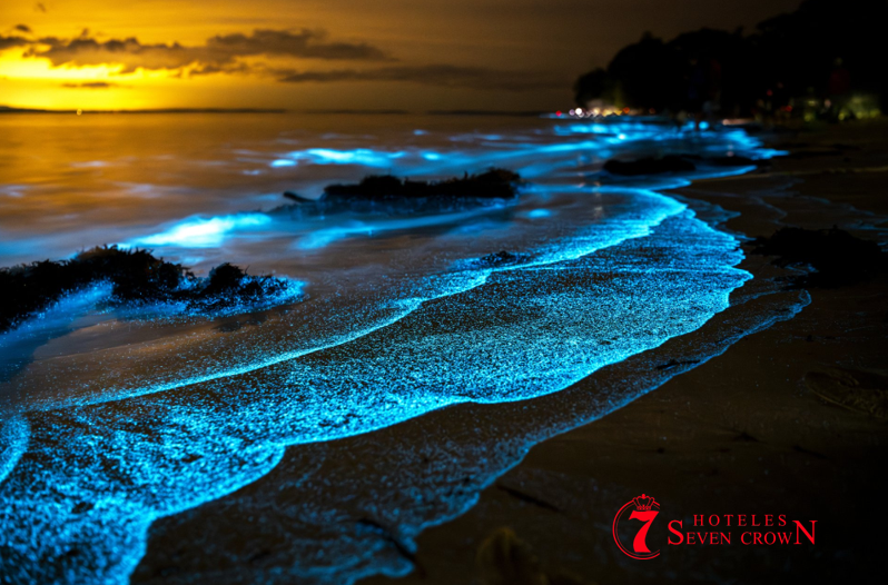 Bioluminiscencia en La Paz: Cuando el Mar Brilla en las Noches de Abril